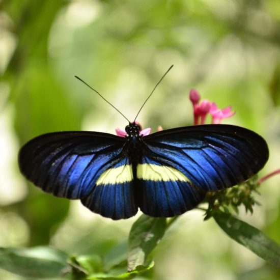 Colombia The Country of Biodiversity - World Animal Day - Manakin ...