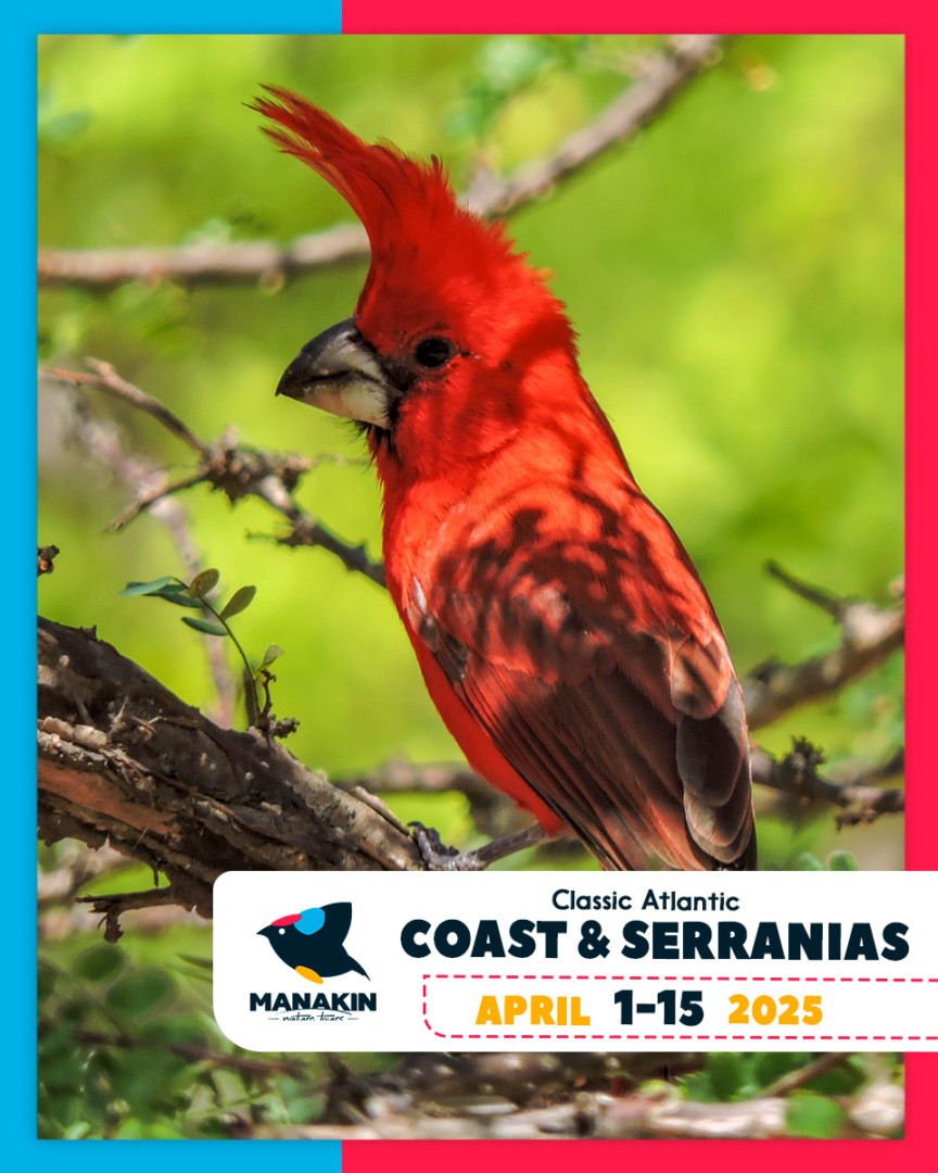 Birding Colombia - Manakin Nature Tours - Birdwatching And Wildlife Tours