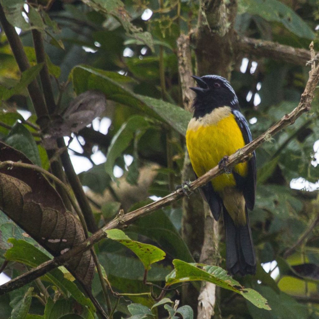 Central And Eastern Andes - A Jewel For Biodiversity - Manakin Nature Tours