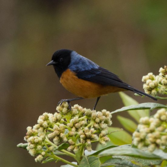 Central And Eastern Andes - A Jewel For Biodiversity - Manakin Nature Tours