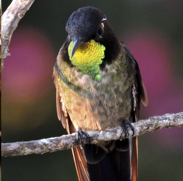 Birding Colombia - Manakin Nature Tours - Birdwatching And Wildlife Tours