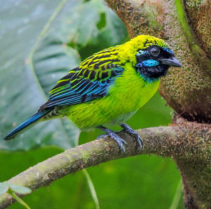 Birding Colombia - Manakin Nature Tours - Birdwatching and Wildlife Tours