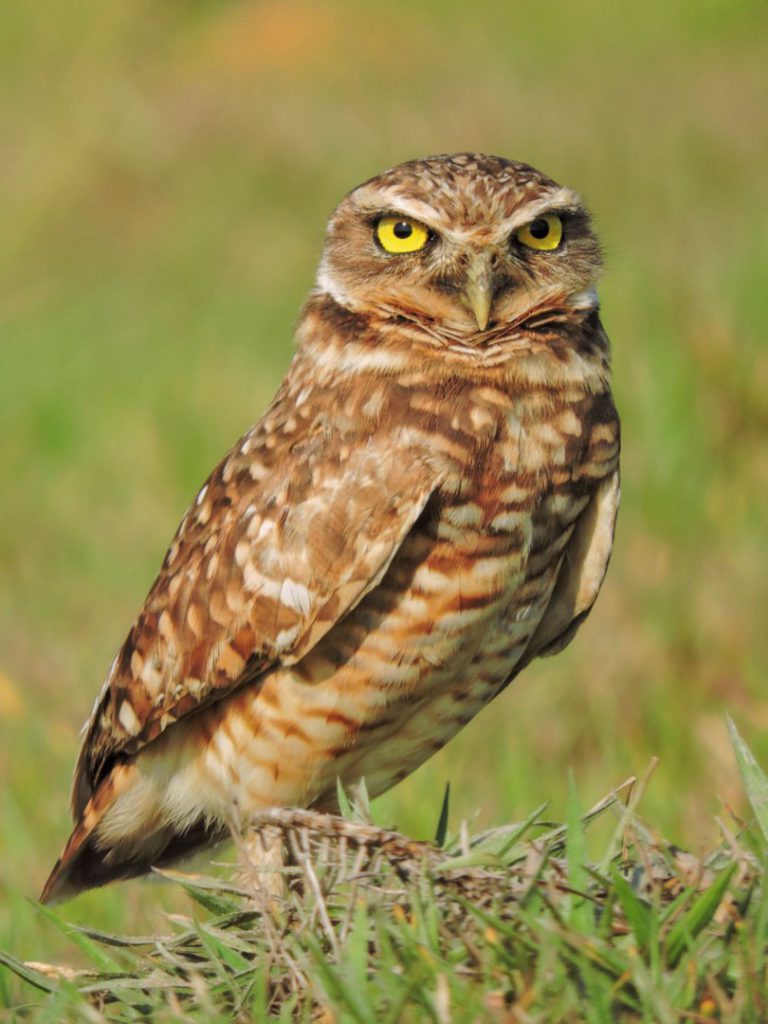 The Owls of Colombia - International Owl Awareness Day - Manakin Nature ...