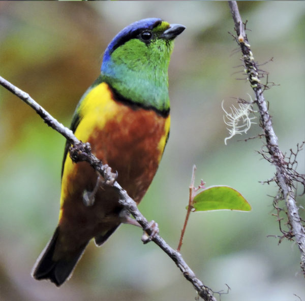 Andes & Chocó Biogeographic Region - Manakin Nature Tours