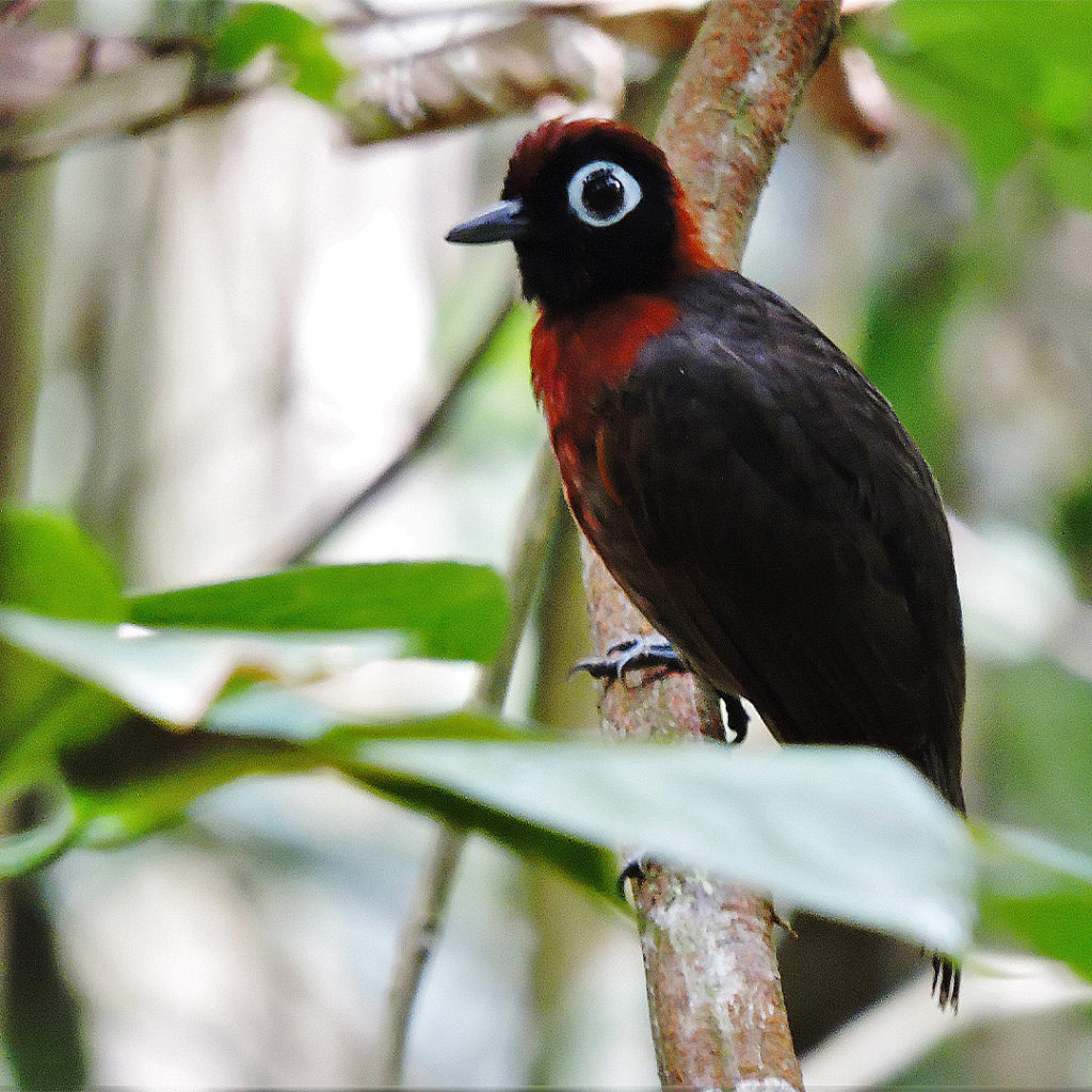 Hairy Crested Antbird