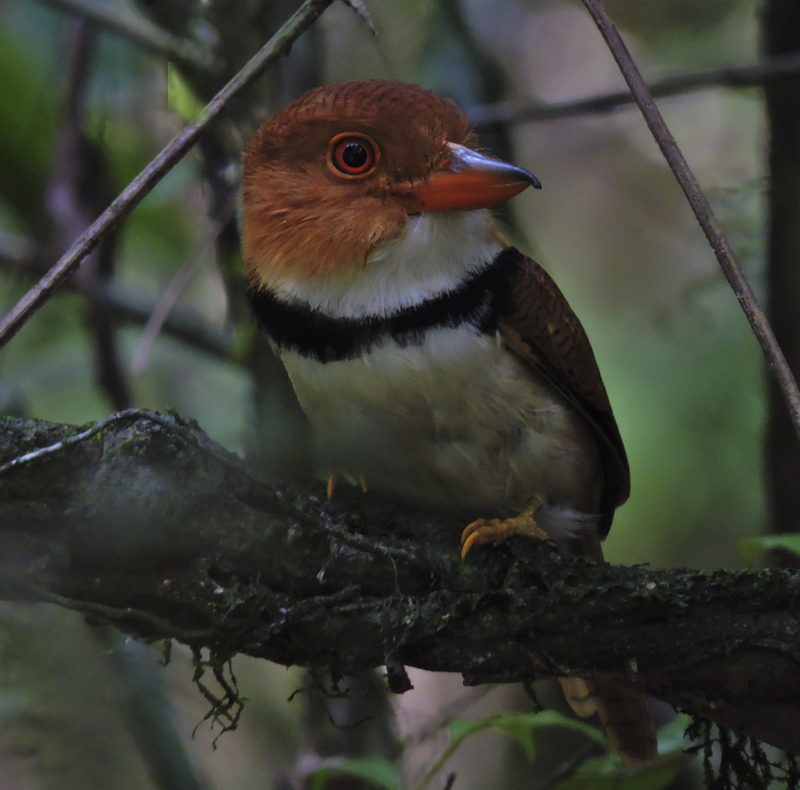 Collared Puffbird - Bucco capensis - birdwatching colombia