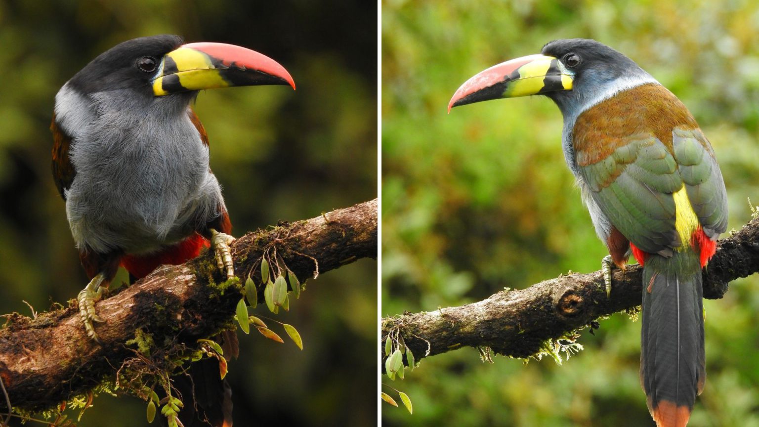 7 DAYS WITH 352 SPECIES BIRDING IN CENTRAL ANDES COLOMBIA - Manakin ...