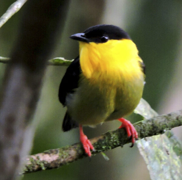 Birding Tour List - Manakin Nature Tours - Manakin Nature Tours