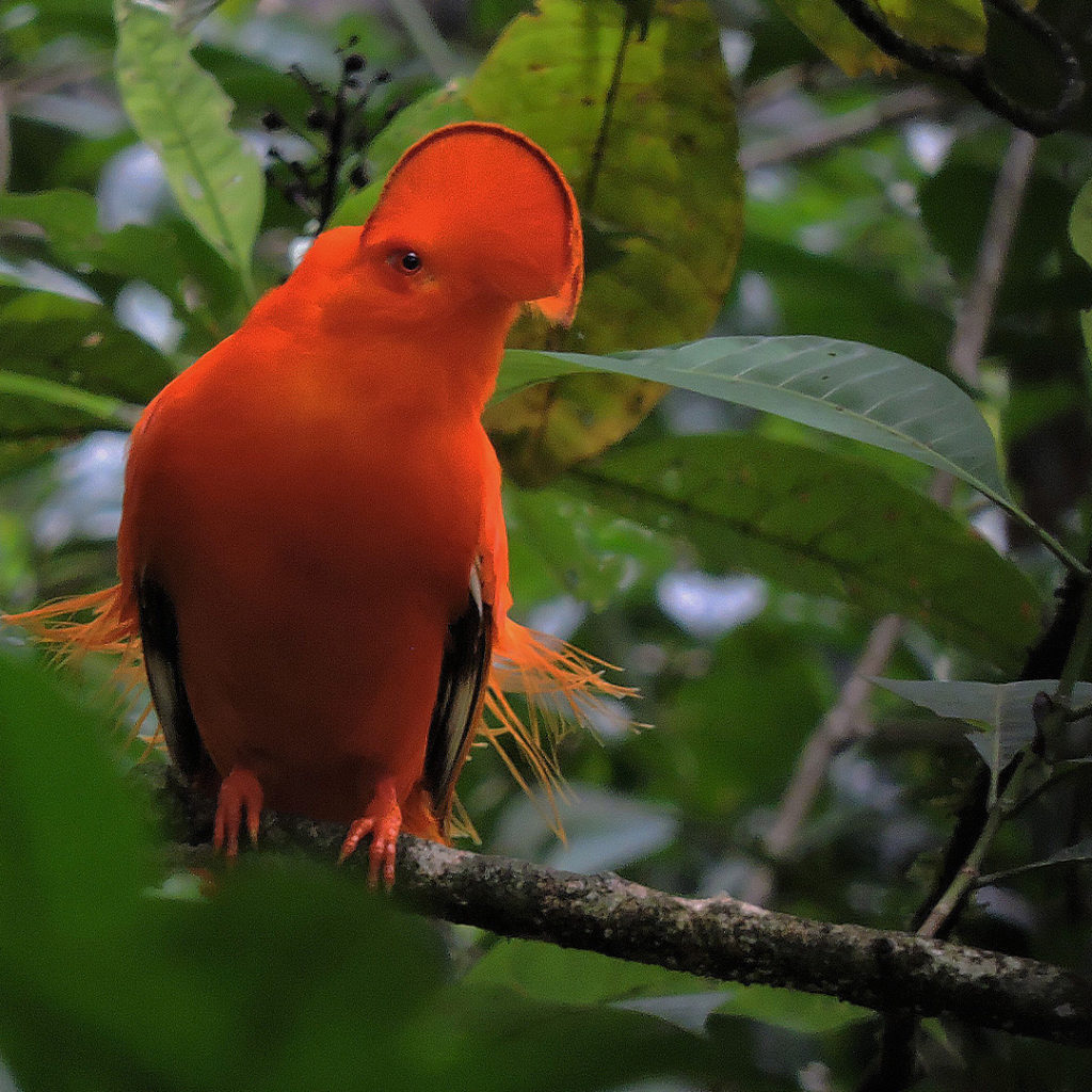 Colombian Amazon – One Paradise To Be Discovered! - Manakin Nature Tours