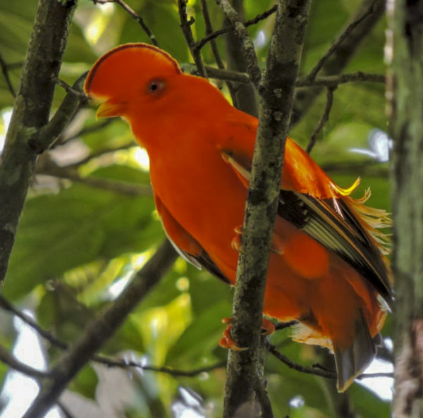 Colombian Amazon - Manakin Nature Tours