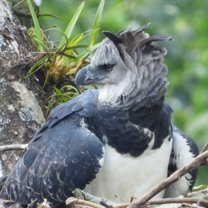 A Colombian Production Company In Search of the Harpy Eagle
