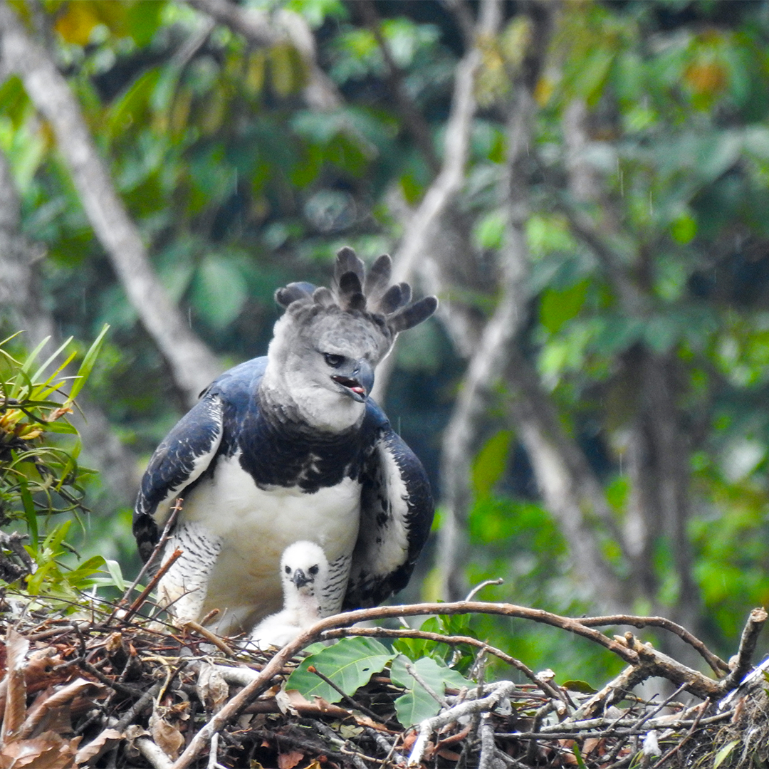 Biodiversity-Harpy Eagle