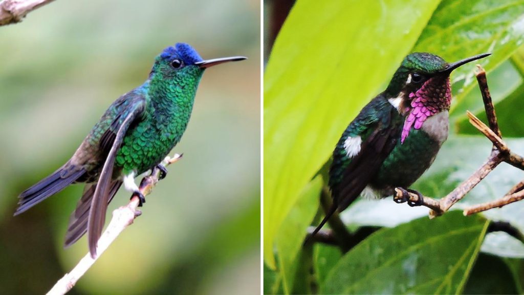 Central And Eastern Andes - A Jewel For Biodiversity - Manakin Nature Tours