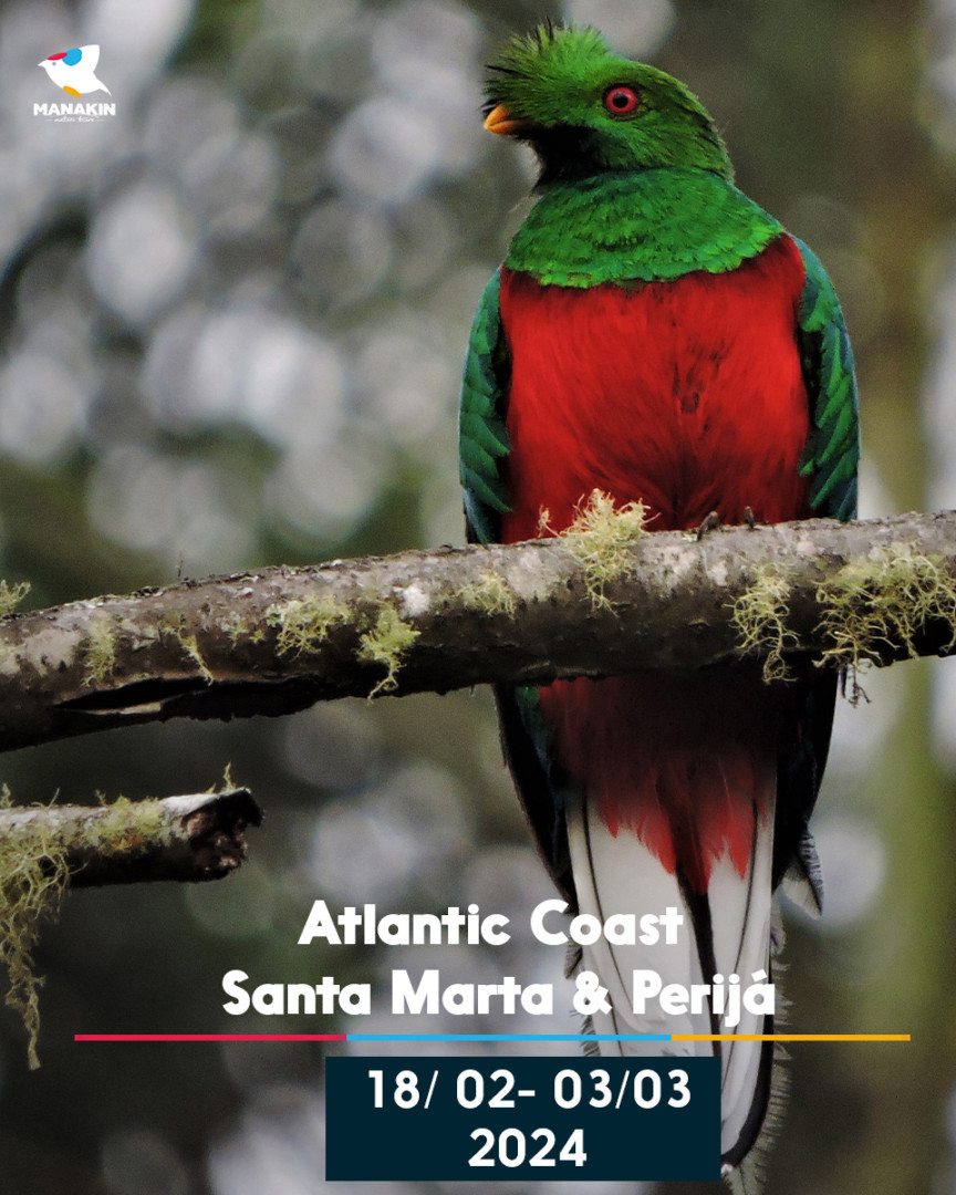 Birding Colombia - Manakin Nature Tours - Birdwatching And Wildlife Tours