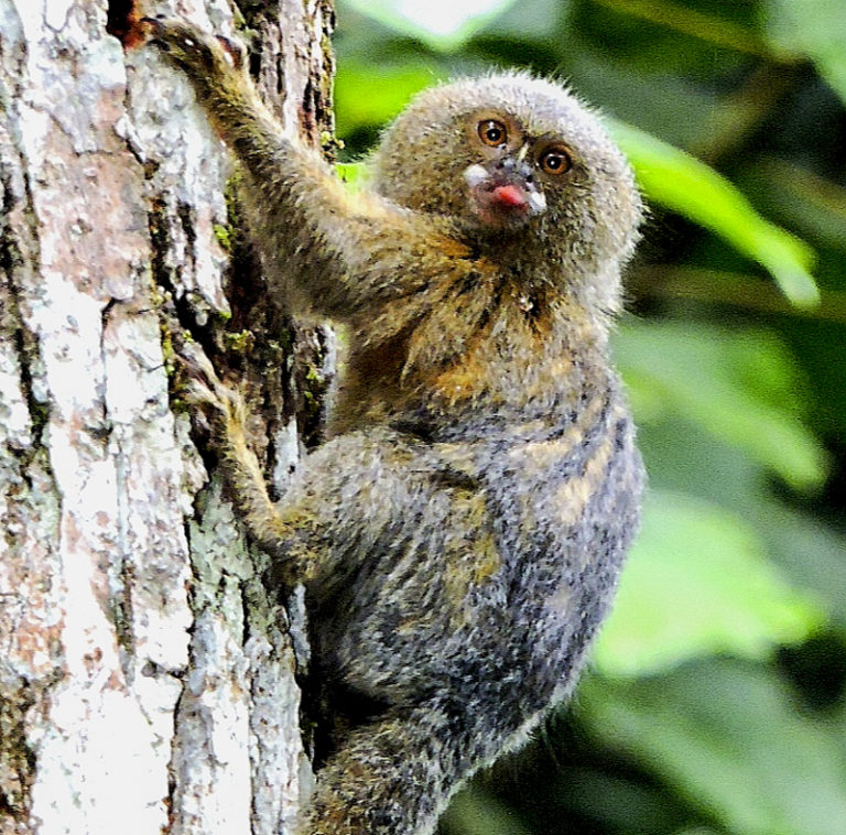 Colombian Massif and Southern - Manakin Nature Tours