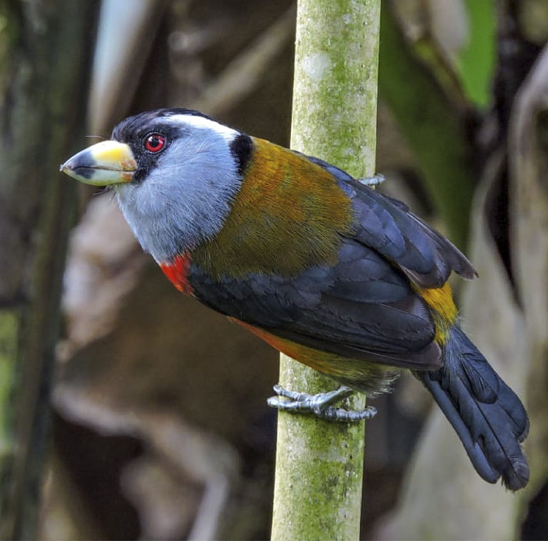 Birding Colombia - Manakin Nature Tours - Birdwatching And Wildlife Tours