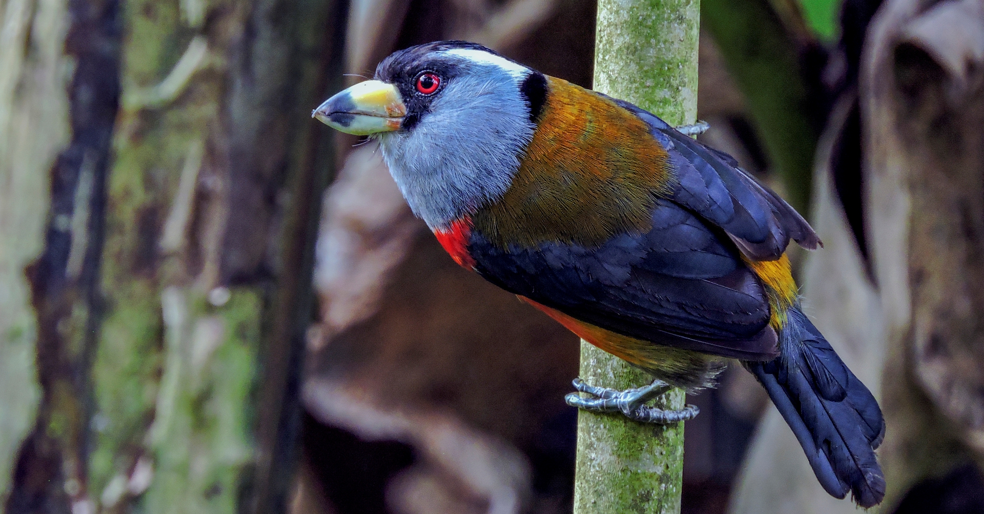 Birding Colombia - Manakin Nature Tours - Birdwatching And Wildlife Tours