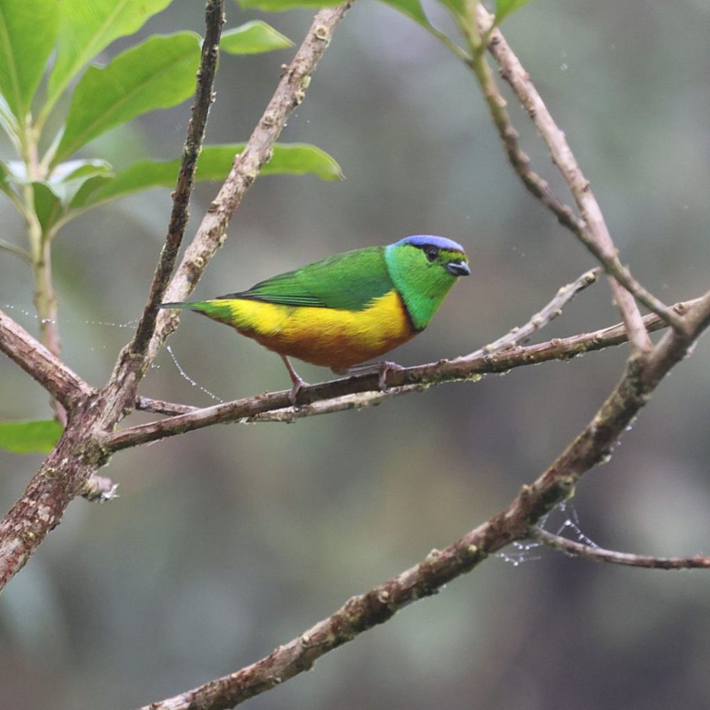 Western And Central Colombian Andes - Trip Report - Manakin Nature Tours