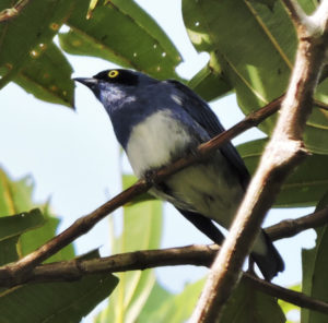 Escape To The Amazon Jungle, Mitú - Manakin Nature Tours - Birding Tour ...