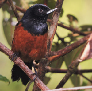 Colombia Endemic 1 - Andes & Choco - Manakin Nature Tours