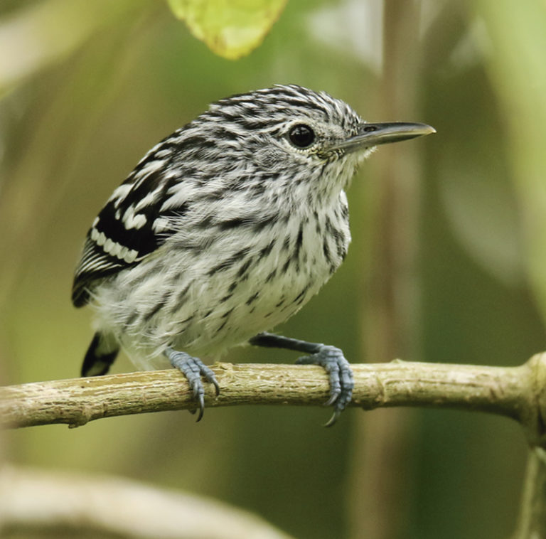 Birding Colombia - Manakin Nature Tours - Birdwatching And Wildlife Tours