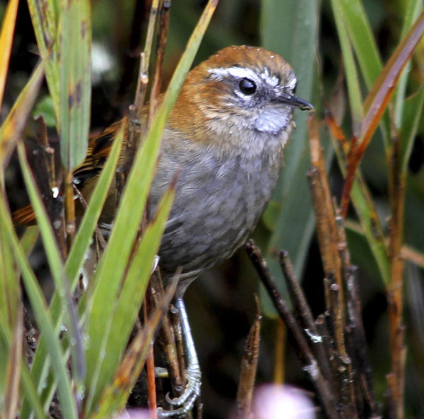 Escape to the Eastern Andes - Manakin Nature Tours