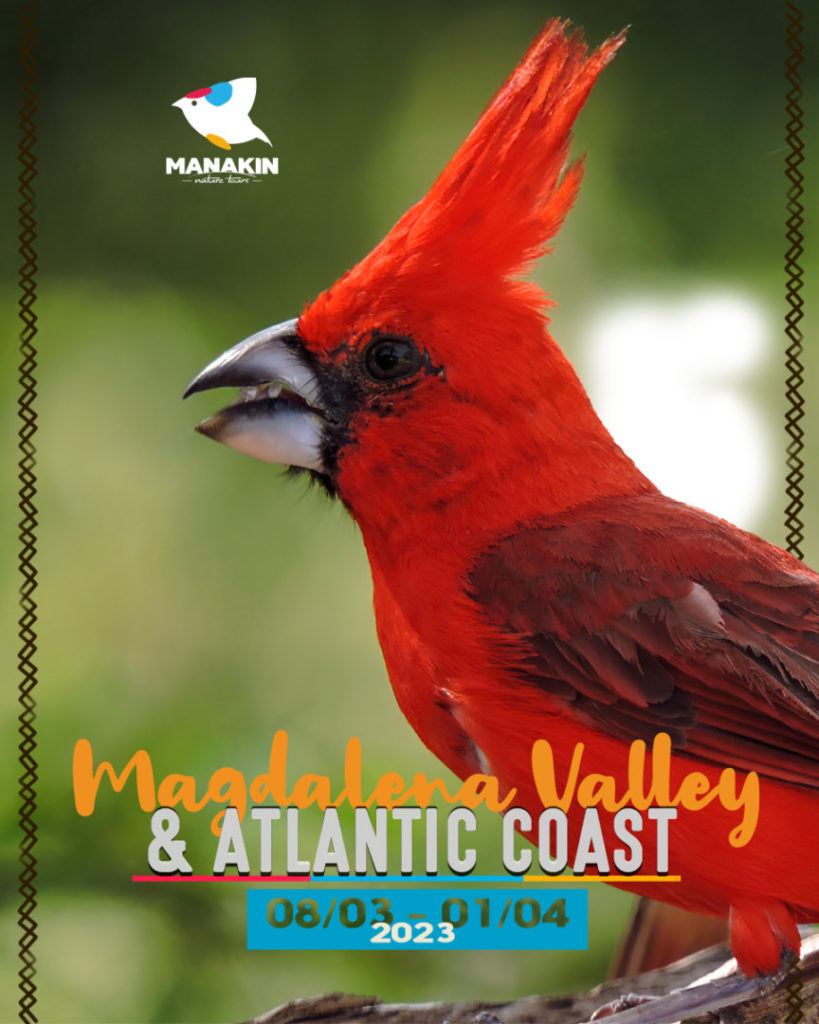 manakin birding tours