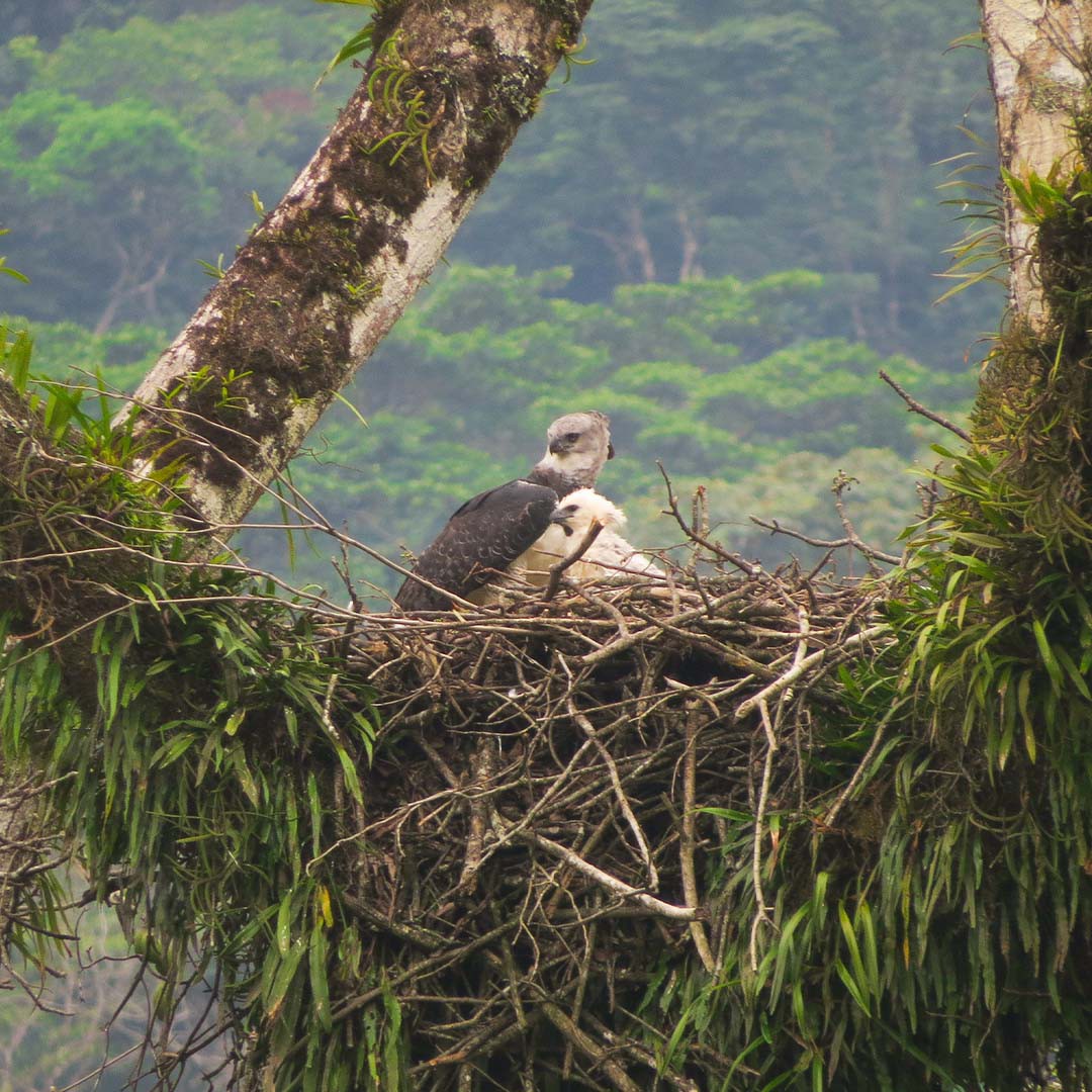 HELP US SAVE the Harpy Eagle in Colombia - The largest raptor in