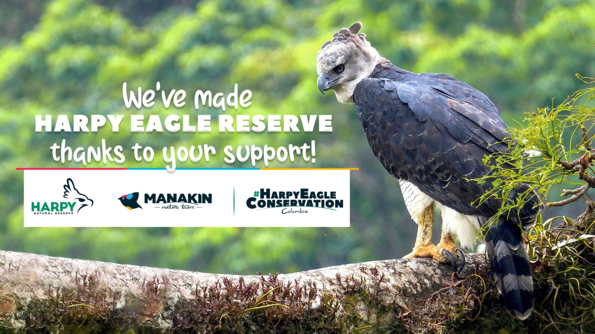 Harpy Eagle Fact Sheet, Blog, Nature