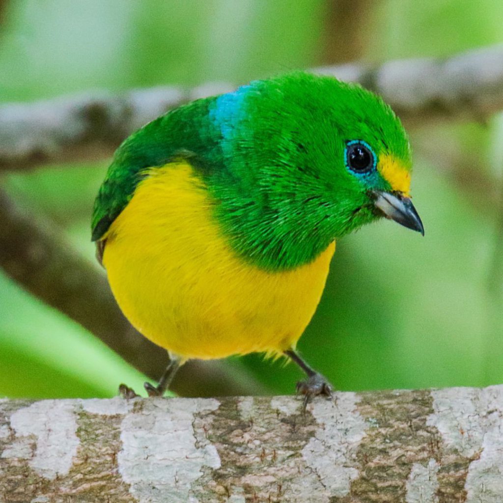 Blue-bearded Helmetcrest and the Rarest Birds of the Santa Marta ...