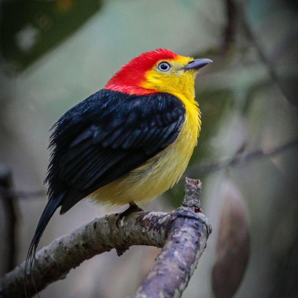 Four Days Birding At Colombian Llanos Short Birding Tour - Manakin ...